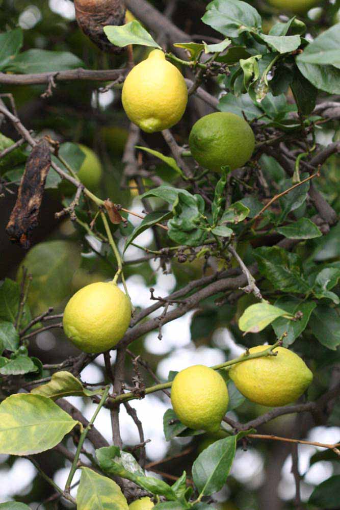              Fruit (Blanchard, Riverside, CA)       